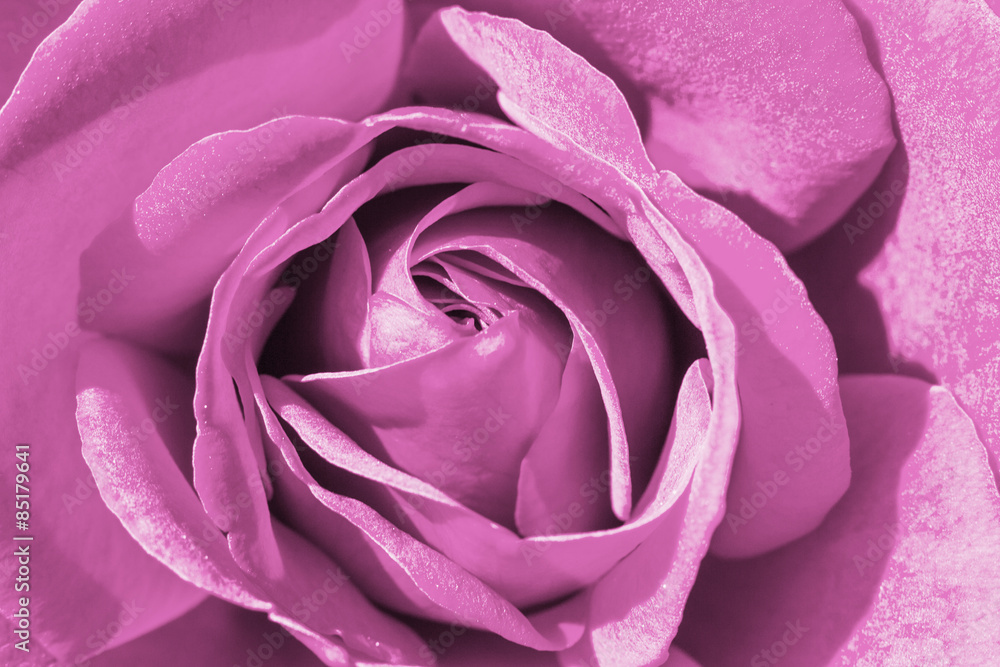 Colorful rose detail background