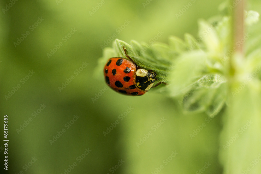 Fototapeta premium Ladybug on leaf