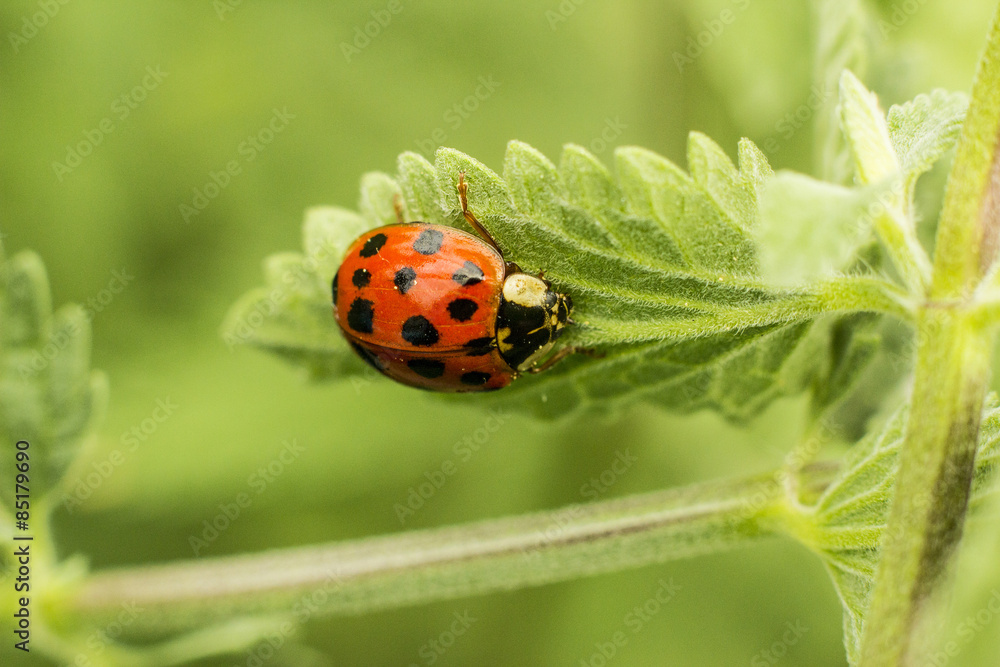 Fototapeta premium Ladybug on leaf