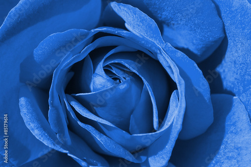 Colorful rose detail background