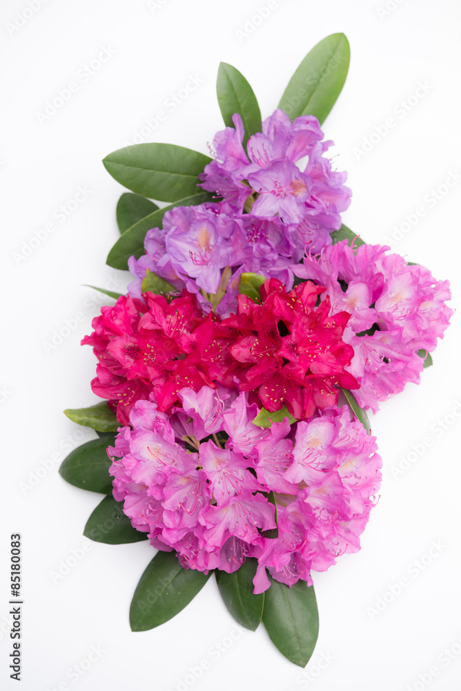 Aerial view pink red lilac Rhododendron blossoms isolated white background