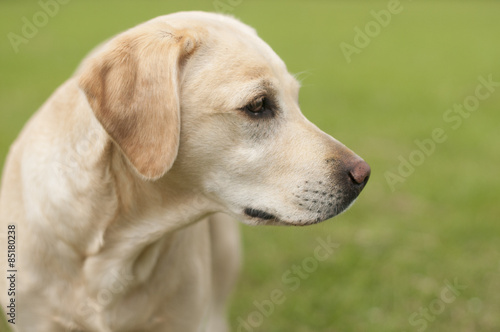 yellow labrador © claireliz