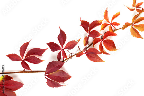 Branch of autumn multicolor grapes leaves