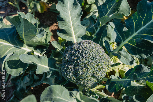 Ripe Broccoli plant  from above