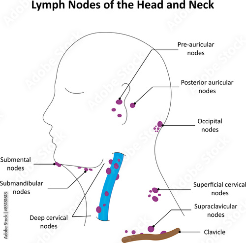 The Lymph Nodes of the Head and Neck Labelled  photo