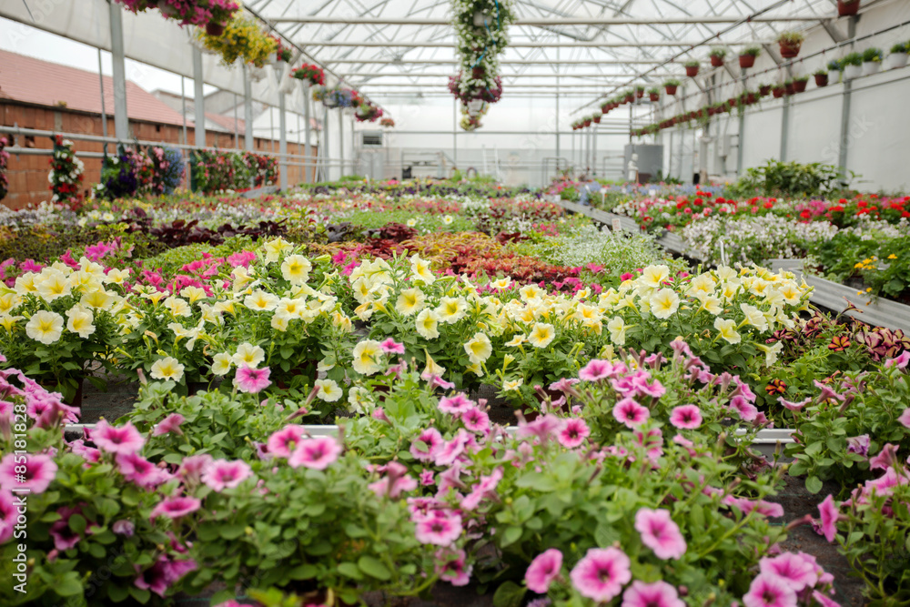 beautiful Greenhouse interior with different types of flowers