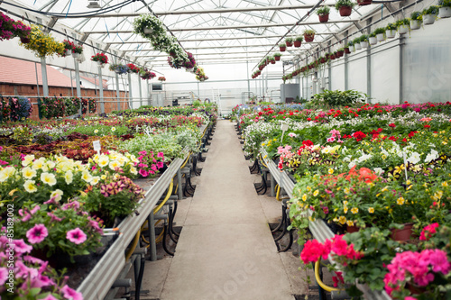 beautiful Greenhouse interior with different types of flowers