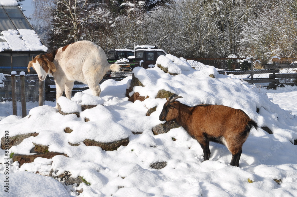 Naklejka premium Ziege im Schnee