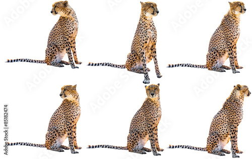 Six cheetahs