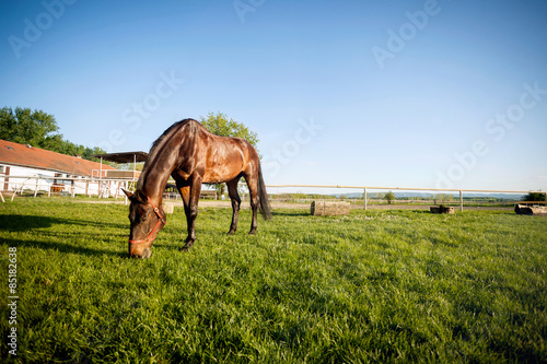 Horse on pasture at field photo