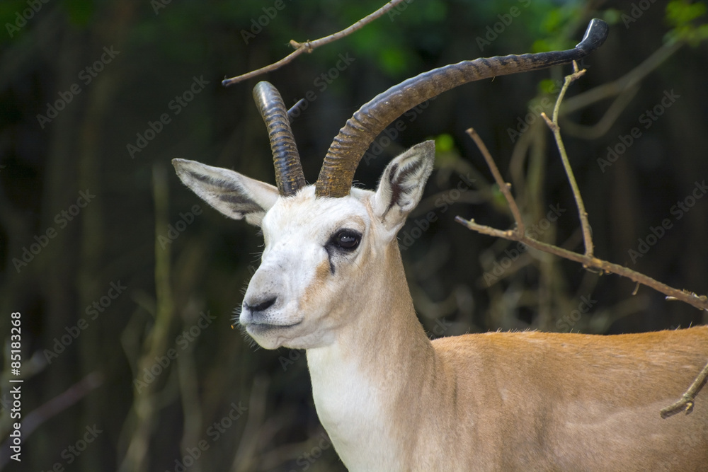 Goitered gazelle  (Gazella subgutturosa)