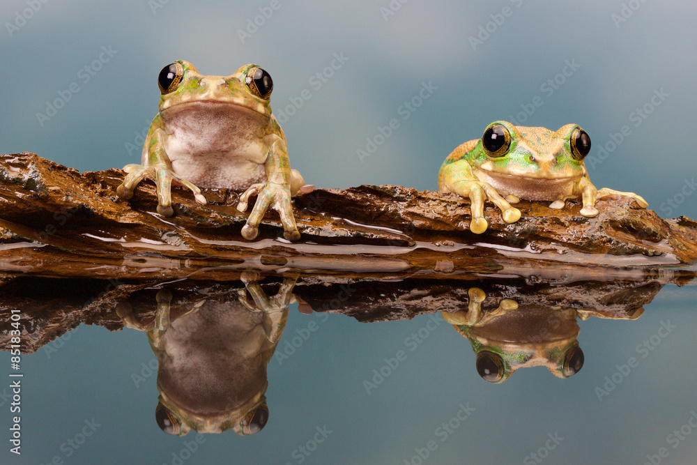 Fototapeta premium Peacock tree frog in a reflection pool