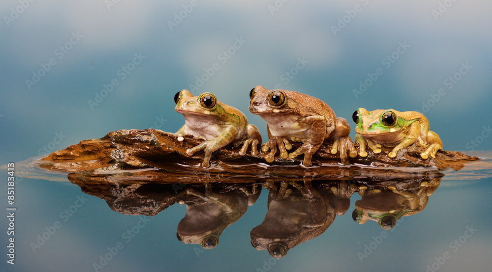 Naklejka premium three frogs on a log..