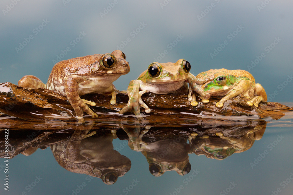 Obraz premium Peacock tree frog in a reflection pool