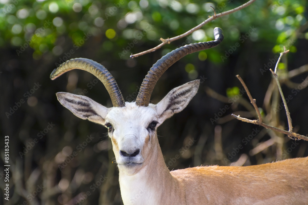Goitered gazelle (Gazella subgutturosa) Goitered gazelle (Gazella subgutturosa)