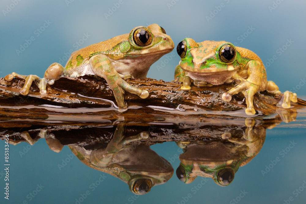 Fototapeta premium Peacock tree frog in a reflection pool