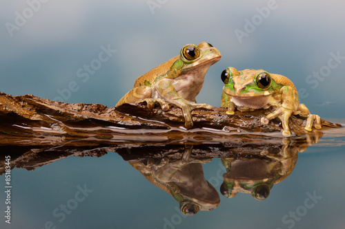 Peacock tree frog in a reflection pool