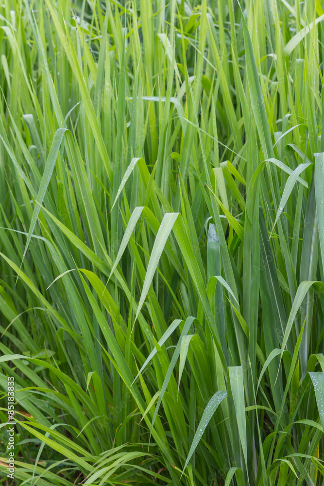 the green grass the green grass