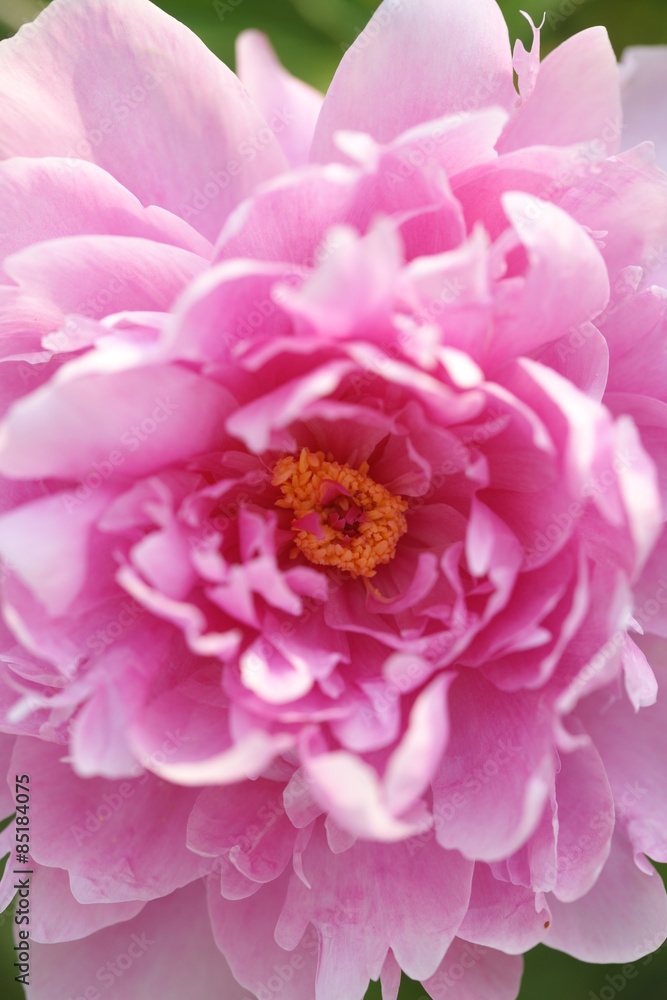 Fototapeta Розовые цветы пиона