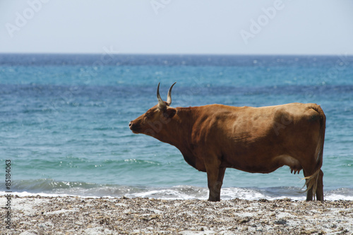 Vacca in spiaggia