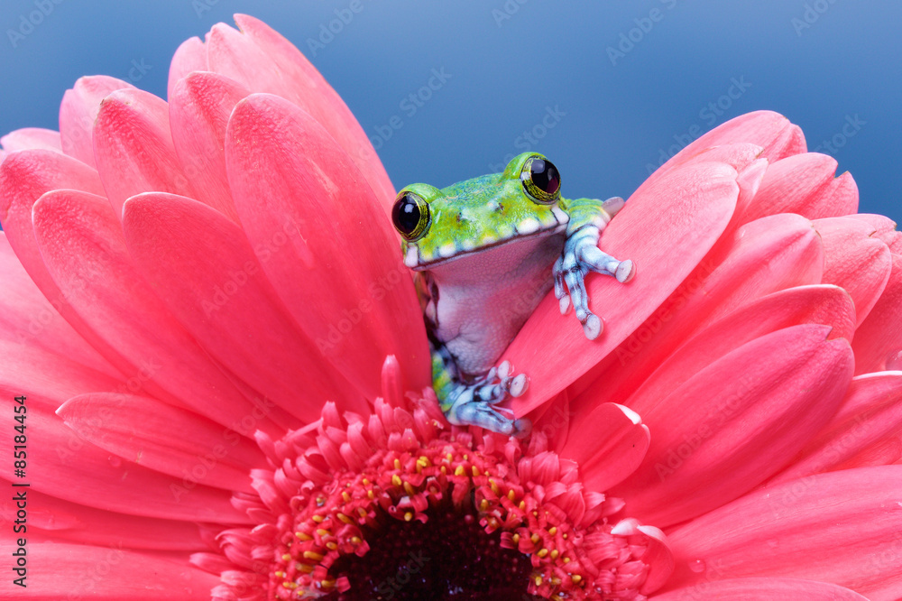 Fototapeta premium Peacock Tree frog on a Pink gerbera plant in a reflection pool