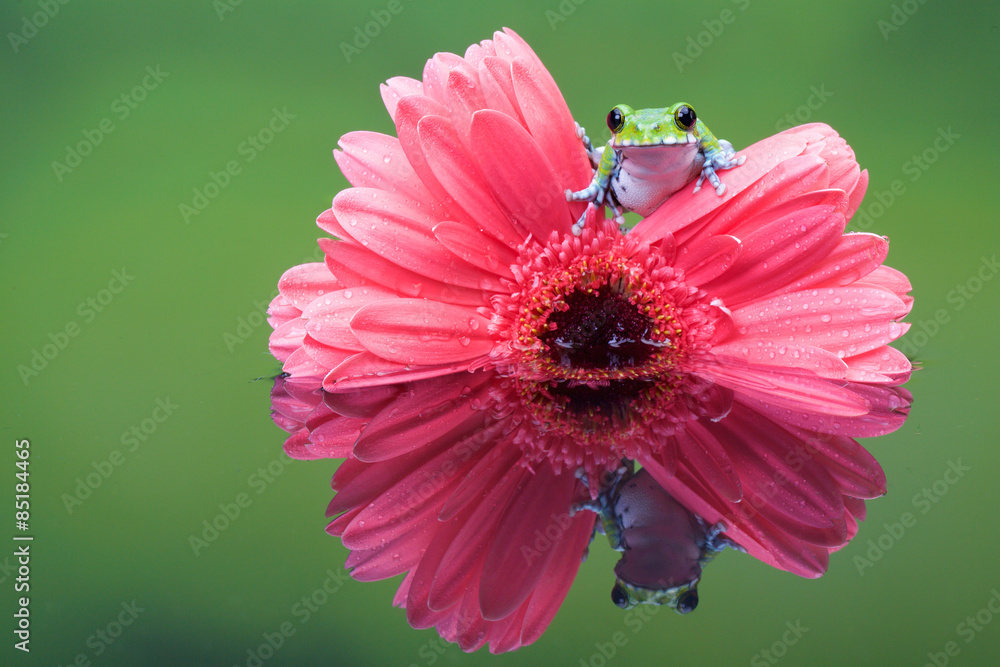 Obraz premium Peacock Tree frog on a Pink gerbera plant in a reflection pool