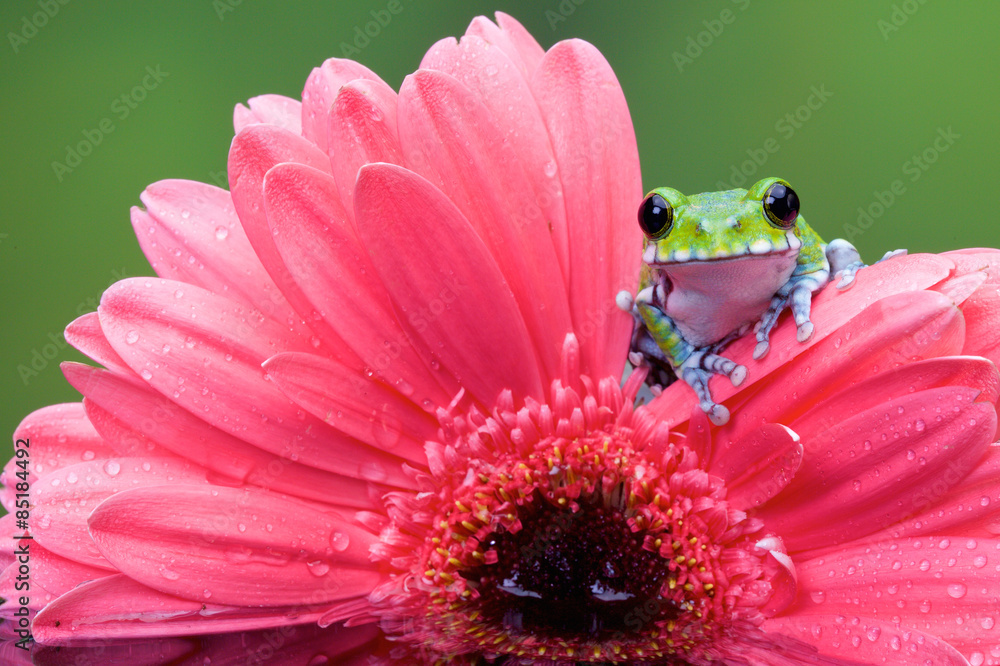 Obraz premium Peacock Tree frog on a Pink gerbera plant in a reflection pool