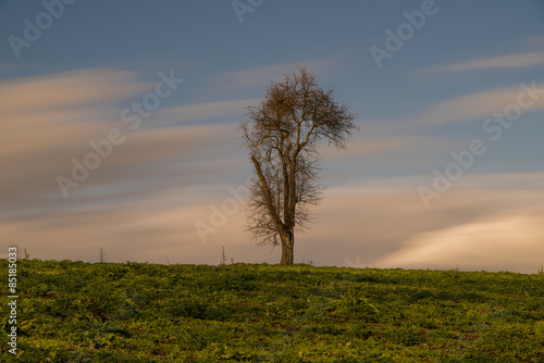 Albero a lunga esposizione