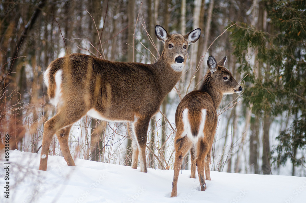 Naklejka premium two white tailed deer in a winter forest