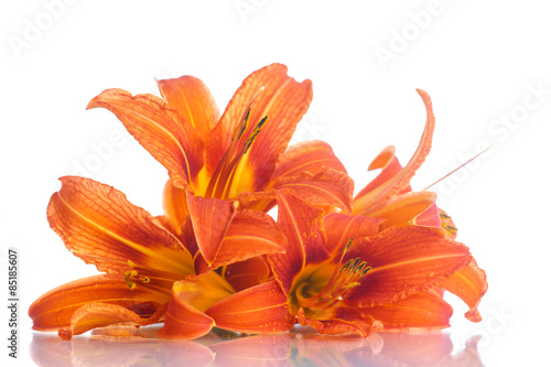 Fototapeta Naklejka Na Ścianę i Meble -  orange lily