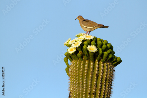 White-winged Dove atop a flowering Saguaro in the Sonoran Desert of Arizona