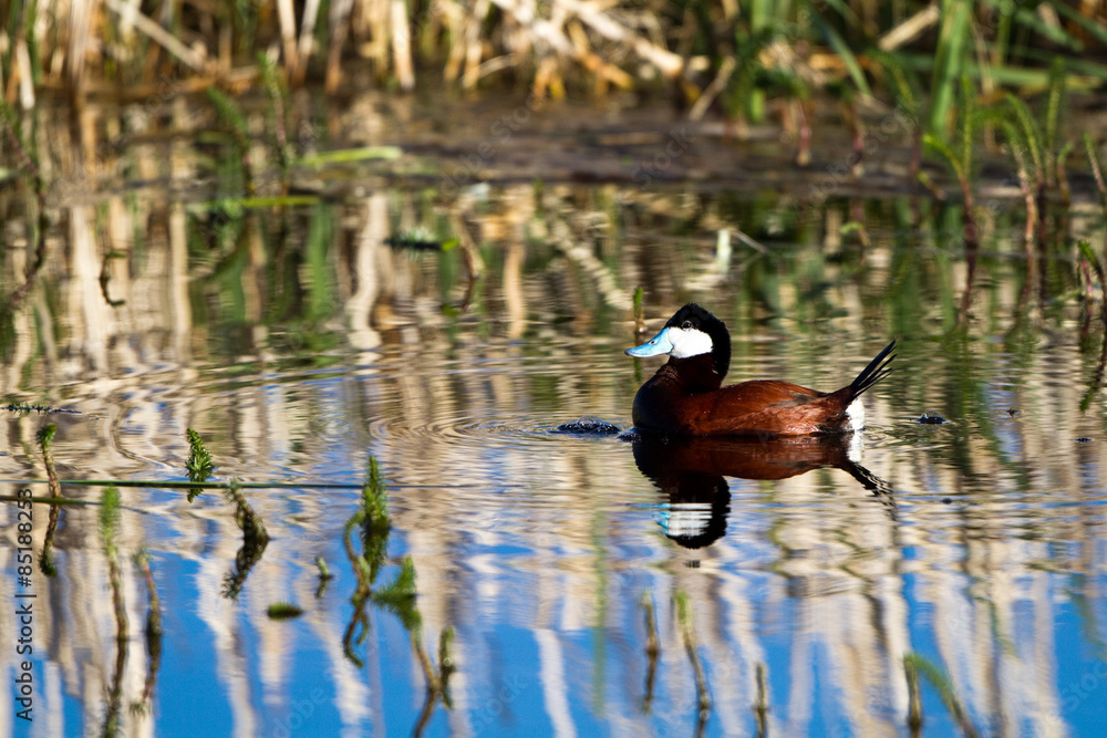 Obraz premium Male Ruddy Duck in breeding plumage in a marsh with beautiful reflections