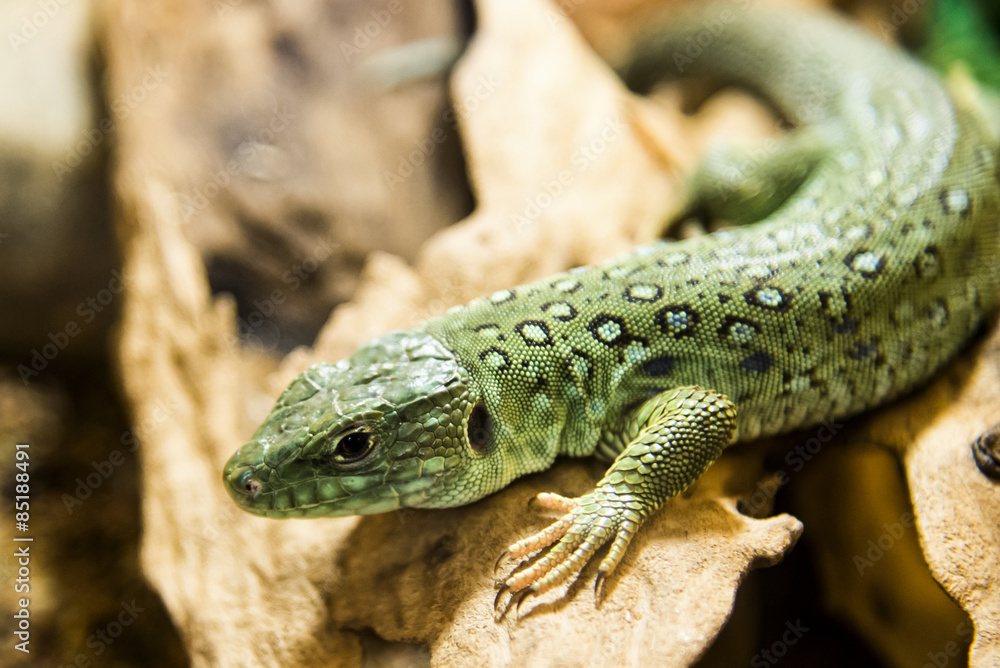 Fototapeta premium Green Lizard