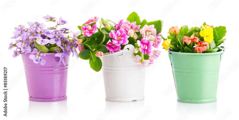 Spring flowers in bucket. Isolated on white background