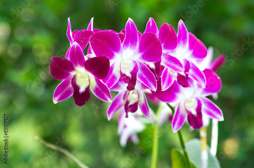 orchid