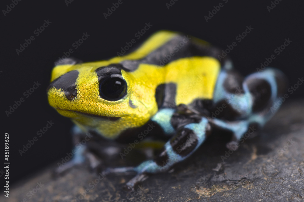 Obraz premium Sira poison dart frog (Ranitomeya lamasi highland form)