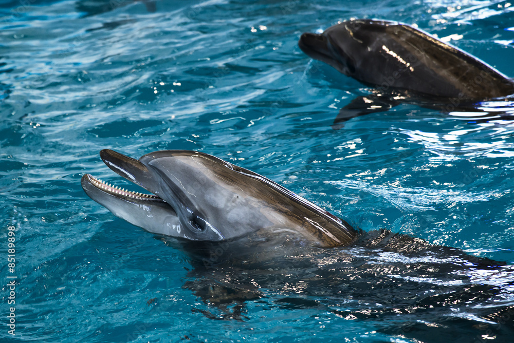 Fototapeta premium Dolphins