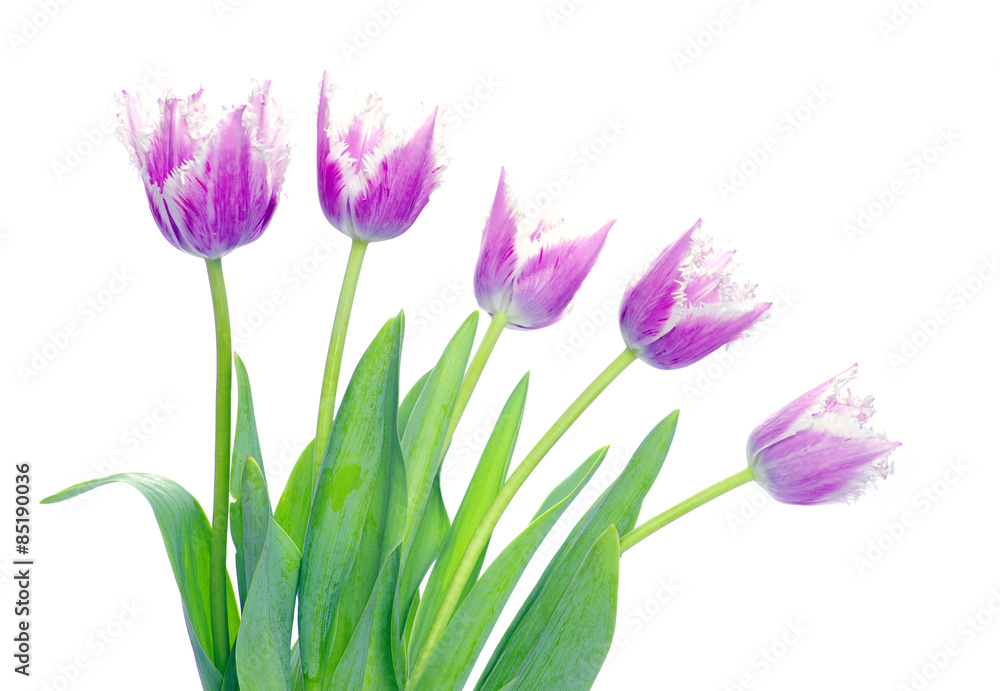 tulips tulips