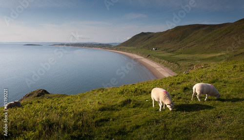 Rhossili bay sheep
Rhossili bay sheep on the Gower peninsular south Wales