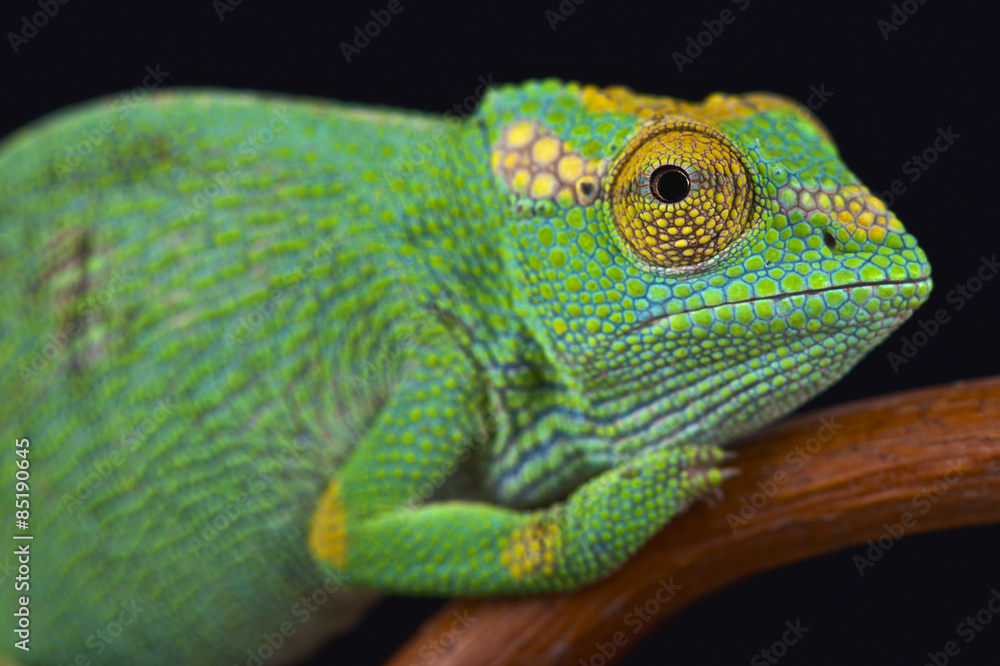 Fototapeta premium Strange-horned chameleon (Kinyongia xenorhina)