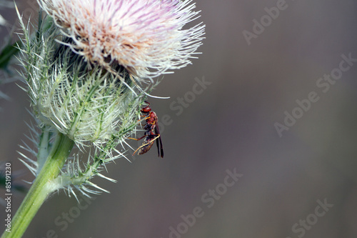 Red Imported Fire Ant on a flowering thistle in Florida