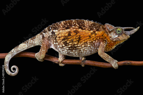 Jackson's chameleon (Trioceros jacksonii jacksonii) female