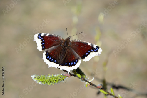 Nymphalis antiopa (Mourning Cloak or Camberwell beauty) photo
