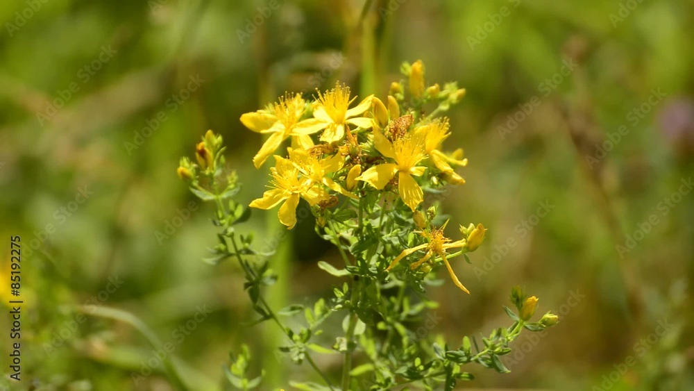Johanniskraut, Hypericum perforatum, Heilpflanze mit Blüte im JUni Johanniskraut, Hypericum perforatum, Heilpflanze mit Blüte im JUni