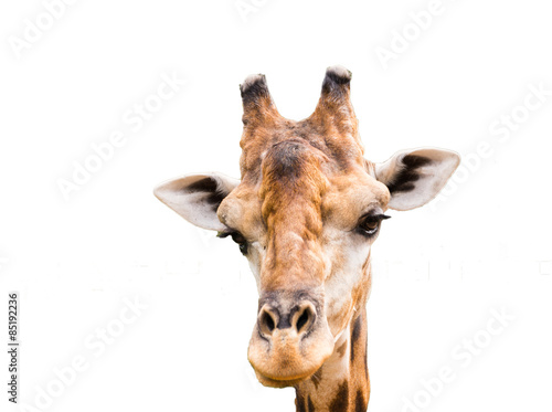 Close up giraffe head isolated © Nantapong Kittisubsi