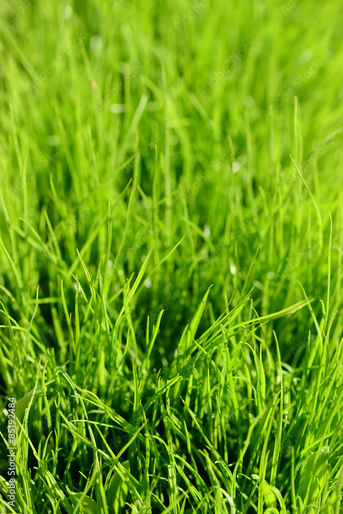 Obraz premium Background of a green grass