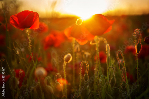 Fototapeta Naklejka Na Ścianę i Meble -  Poppies at sunset