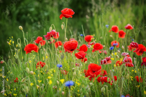 beautiful poppies meadow © Kristina Stasiuliene