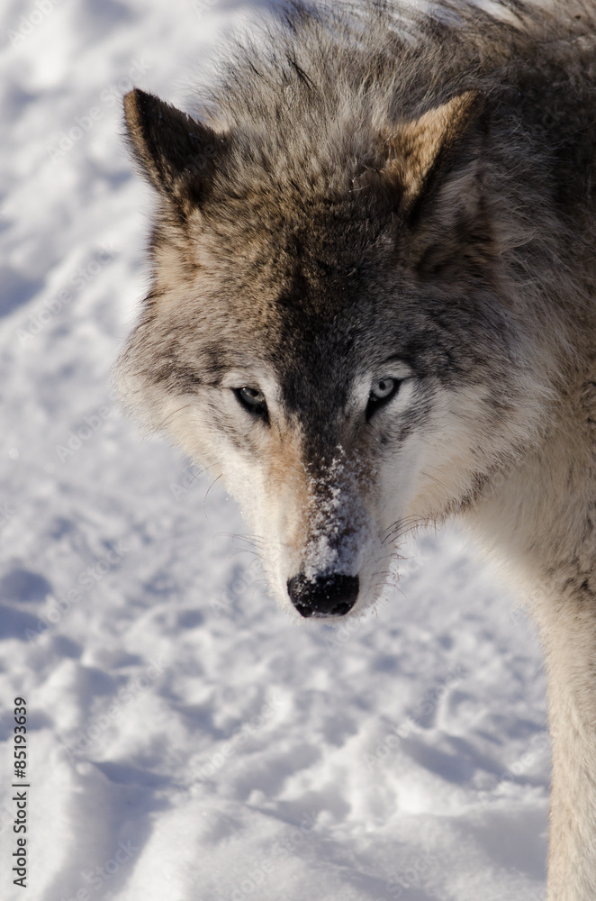 Obraz premium Timber Wolf