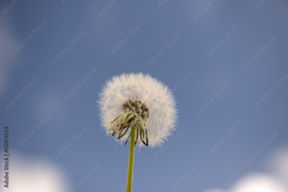 Dandelion, taraxacum's seeds